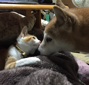 柴犬ヒロと日本猫サクラの顔合わせ